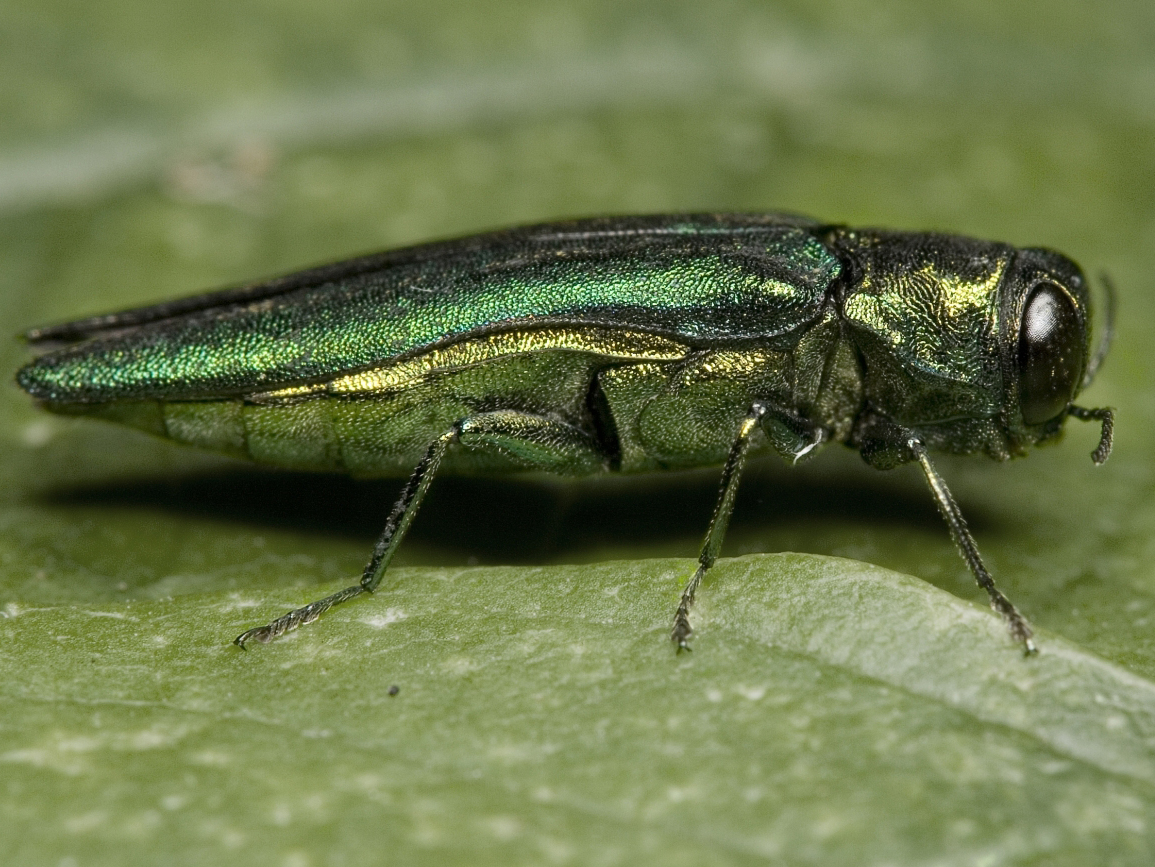 New Project To Use Drones For Emerald Ash Borer Research Spectrabotics